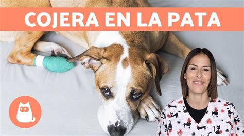 Por qué cojea mi perro: causas de cojera en los。